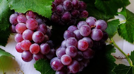 Interdum et malesuada fames ac ante ipsum primis in faucibus